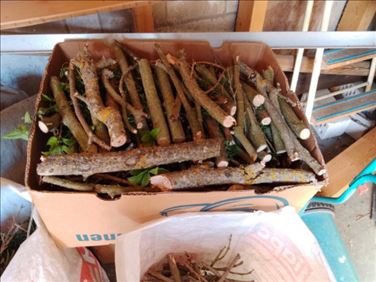 Abbildung: 5 Schachteln Brennholz abzugeben